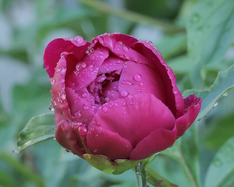 Peony by Sherry Helwer